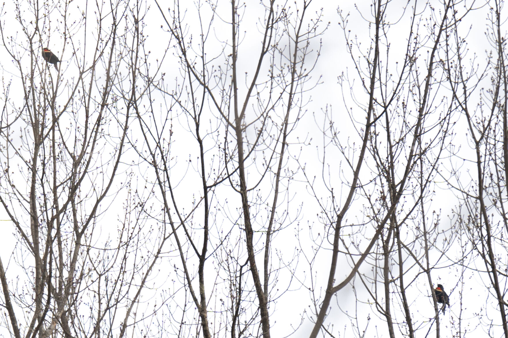 Red-winged blackbirds